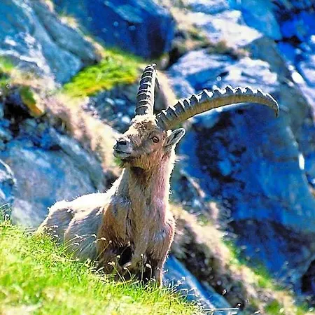In The Heart Of The Alps 4*