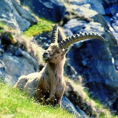 In The Heart Of The Alps 酒店 乌滕多夫